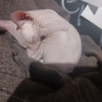 Sphynx, Kedi  Dobby fotoğrafı