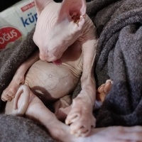 Sphynx, Kedi  Dobby fotoğrafı