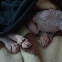 Sphynx, Kedi  Dobby fotoğrafı