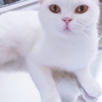 Scottish Fold, Kedi  Süslü fotoğrafı
