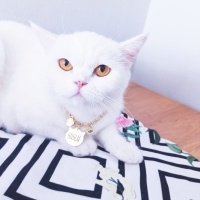 Scottish Fold, Kedi  Süslü fotoğrafı