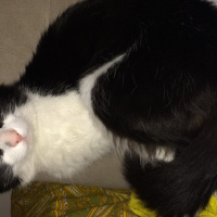 Tuxedo (Smokin) Kedi, Kedi  Yumak fotoğrafı