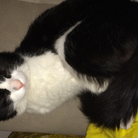 Tuxedo (Smokin) Kedi, Kedi  Yumak fotoğrafı