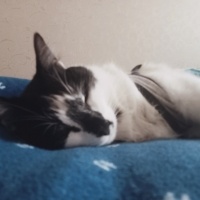 Tekir Kedi, Kedi  Fiko fotoğrafı