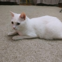 Van Kedisi, Kedi  Pamuk fotoğrafı