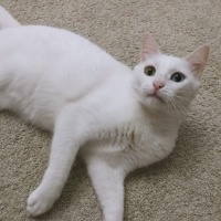 Van Kedisi, Kedi  Pamuk fotoğrafı