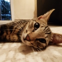 Bengal, Kedi  Bangelore fotoğrafı