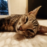 Bengal, Kedi  Bangelore fotoğrafı