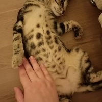 Bengal, Kedi  Bangelore fotoğrafı