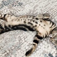 Bengal, Kedi  Bangelore fotoğrafı