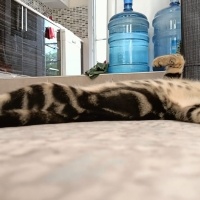 Bengal, Kedi  Bangelore fotoğrafı