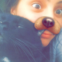 Bombay, Kedi  Balzemic fotoğrafı