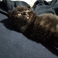 Scottish Fold, Kedi  Karma fotoğrafı