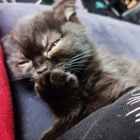 Scottish Fold, Kedi  Karma fotoğrafı