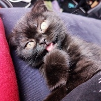 Scottish Fold, Kedi  Karma fotoğrafı