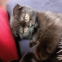 Scottish Fold, Kedi  Karma fotoğrafı