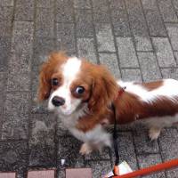 King Charles Spaniel, Köpek  Cavalier King Charles Spaniel fotoğrafı