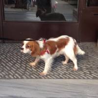 King Charles Spaniel, Köpek  Cavalier King Charles Spaniel fotoğrafı