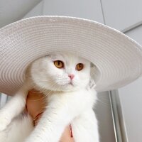 Scottish Fold, Kedi  Kumsal fotoğrafı