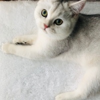 British Shorthair, Kedi  Patik fotoğrafı