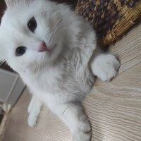 Ankara Kedisi, Kedi  Rocky fotoğrafı