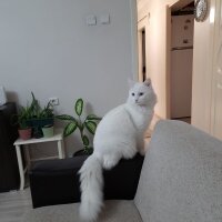 Ankara Kedisi, Kedi  Rocky fotoğrafı