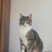 Tekir Kedi, Kedi  Boncuk fotoğrafı