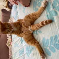 Sarman, Kedi  Fasulye fotoğrafı