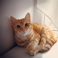 European Shorthair, Kedi  Cesur fotoğrafı