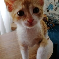 European Shorthair, Kedi  Cesur fotoğrafı