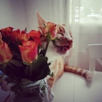 European Shorthair, Kedi  Cesur fotoğrafı