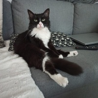 European Shorthair, Kedi  Cesur fotoğrafı