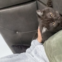 British Longhair, Kedi  Duman fotoğrafı