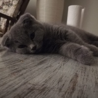 Scottish Fold, Kedi  gece fotoğrafı