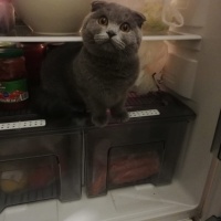 Scottish Fold, Kedi  gece fotoğrafı