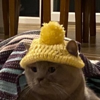 British Shorthair, Kedi  Mia fotoğrafı