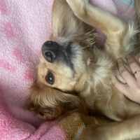 Amerikan Cocker Spaniel, Köpek  Shila fotoğrafı