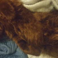 Bombay, Kedi  Panti fotoğrafı
