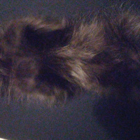 Bombay, Kedi  Panti fotoğrafı