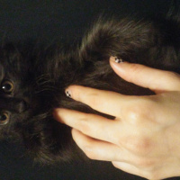 Bombay, Kedi  Panti fotoğrafı