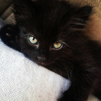 Bombay, Kedi  Panti fotoğrafı