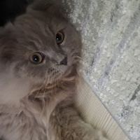 Scottish Fold, Kedi  Çakıl fotoğrafı