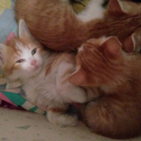 Abyssinian, Kedi  Yakisikli fotoğrafı