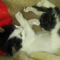 Tuxedo (Smokin) Kedi, Kedi  YUMAK fotoğrafı