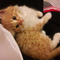 Tekir Kedi, Kedi  Viski fotoğrafı