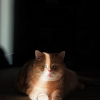 British Shorthair, Kedi  Siyami fotoğrafı
