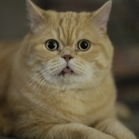 British Shorthair, Kedi  Siyami fotoğrafı