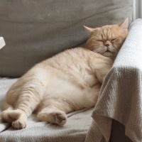 British Shorthair, Kedi  Siyami fotoğrafı