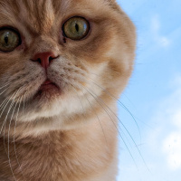 British Shorthair, Kedi  Siyami fotoğrafı