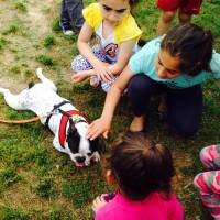 Fransız Bulldog, Köpek  PARS fotoğrafı